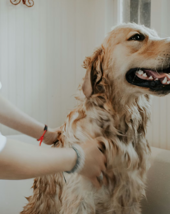 Pet-Friendly Zones