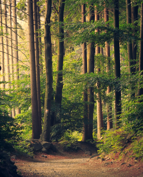 Walking Trails